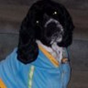 Meet your Posher, Dnc